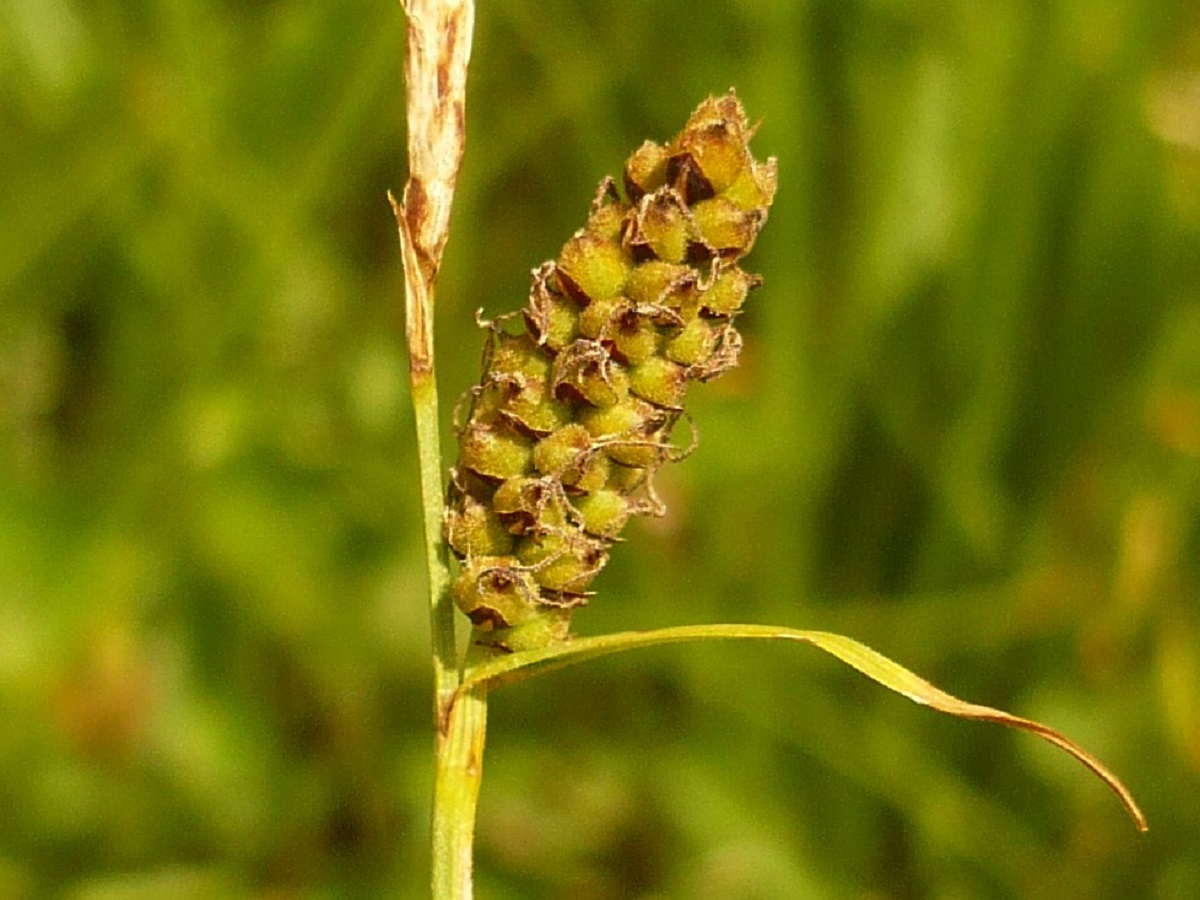 Carex tomentosa (Cyperaceae)
